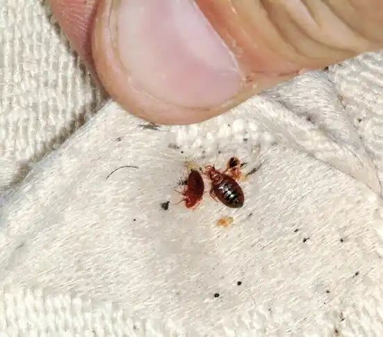 pest control Hennepin